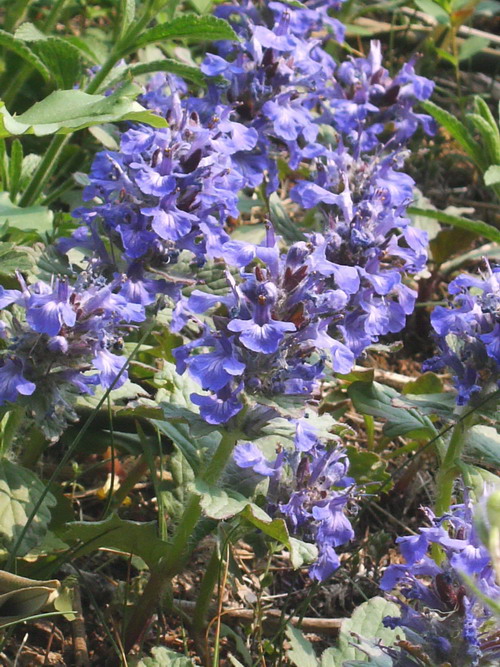 Monte Brione Basso Sarca - Ajuga reptans